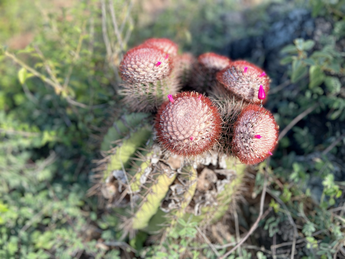 The Virgin Islands are home to a number of endemic species, such as these melocactus.