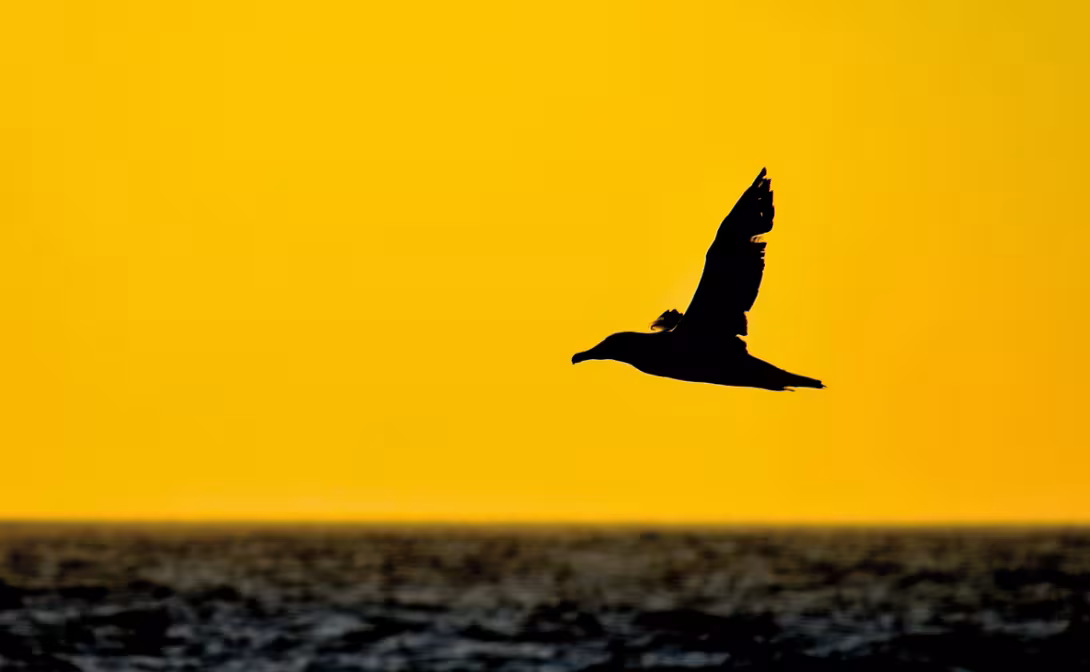 There are many albatrosses at sea.