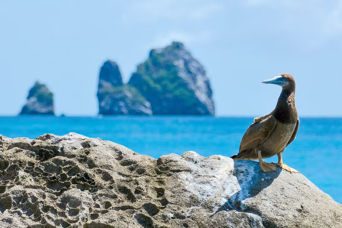 There are gannets everywhere!
