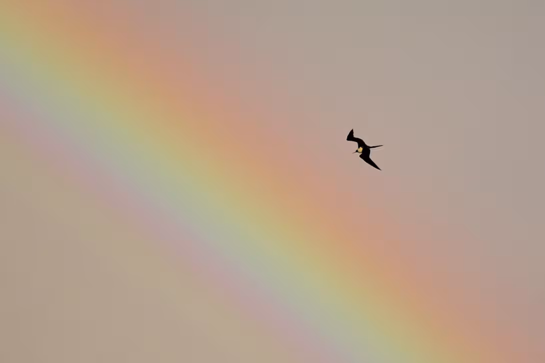 There are many rainbows over Ronde because of the frequent drizzle on the island.
