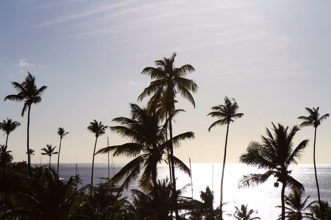 Sugar Beach seen from shoreside, with masts blending in with the coconut palms...
