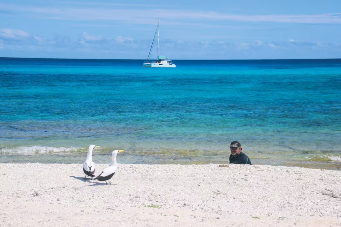 The Entrecasteaux reefs are uninhabited by humans... but they are home to numerous colonies of seabirds!